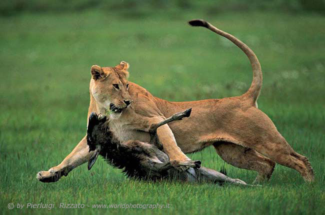 Lioness and gnu